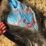 Neon blue pig